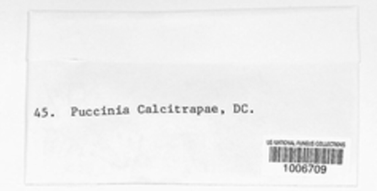 Puccinia calcitrapae image